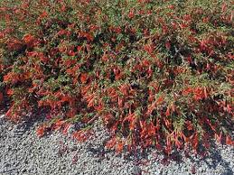 We did not find results for: Add Plants To Attract Hummingbirds Extension University Of Nevada Reno