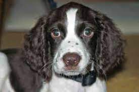 Springer Spaniel Rescue California Springer Spaniel Springer Spaniel Puppies Springer Spaniel Rescue