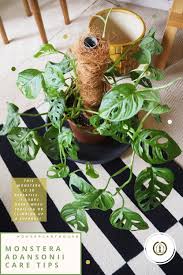 Monstera Adansonii Care Tips Houseplanthouse In 2020 Monstera House Plant Care Monstera Obliqua