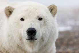 Both are modern with attractive buildings, clean not to leave st. The Face Of Polar Bear Photo By Takayoshi Noda National Geographic Your Shot Polar Bear Bear Photo Bear