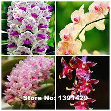 Hot Sale 100pcs 22 Colors Rare Cymbidium Orchid African Cymbidiums Seeds Bonsai Flower Seeds Plant For Home Garden Semena Cvetov Orhideya Orhidei