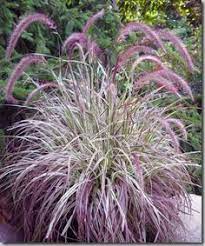 Fabulous Fountain Grasses Temperennial New Varieties North Coast Gardening Fountain Grass Grasses Garden Ornamental Grasses