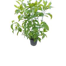 Image result for Psychotria succulenta