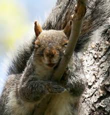 Show Your Hilarious Animal Shots