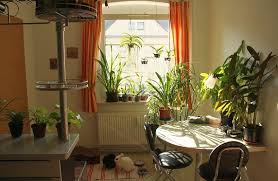 Best Indoor Plants According To Different Light Conditions