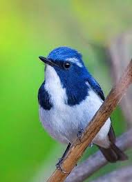Name Birds That Start With F Ultramarine Flycatcher Birds Nature Birds Beautiful Birds