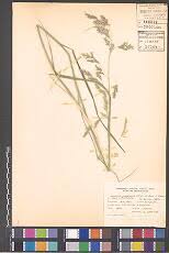 Image result for Anthephora pungens