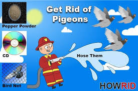 get rid of the pigeons 14 home