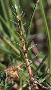 Image result for Laurembergia repens