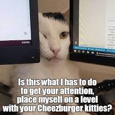 Oh The Humiliation Https Cheezburger Com 9282289408 Cat Memes Funny Cat Memes Funny Cats