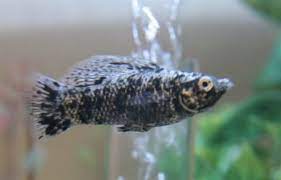 The Top 7 Fish For Kids Pethelpful
