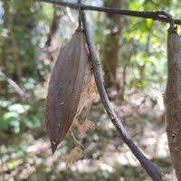 Image result for Funtumia africana