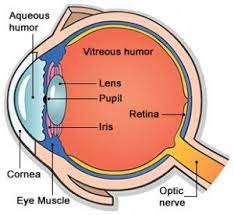 Early Detection With Retinal Mapping Optometrist Eye Doctor In Gallup Nm Gallup Vision Electromagnetic Spectrum Activities Iris Recognition Eye Structure
