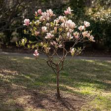 Image result for magnolia soulangeana