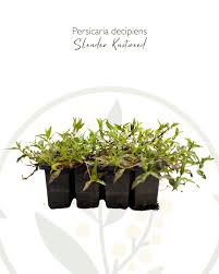 Image result for Persicaria decipiens