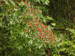 Image result for Symphonia globulifera