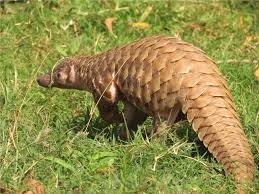 Over the same time period the price of scales increased from $300. Preserving Pangolins In South Asia Oxpeckers