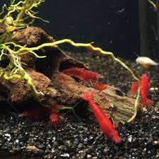 Mutlu Hafta Sonlari Simdiden Sakura Sakurakarides Red Aquarium Terrarium Kokedama Wabikusa Greenlove Plantlove Freshwater N Edamame Karides Sakura