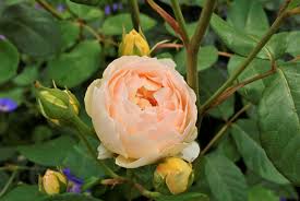 Maybe you would like to learn more about one of these? Clematis Yukikomachi David S Garden Diary