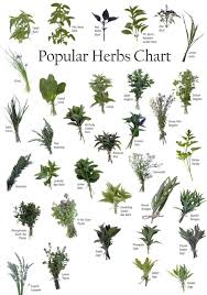 Medicinal Herbs Are In Use For Thousand Of Years And Are
