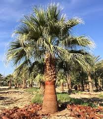 Tie up the fronds gently and wrap the tree in a. Frequently Asked Questions Desert Empire Palms