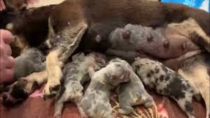 Tri color french bulldogs these are my personal favorite. Merle Lilac N Tan French Bulldog New Borns Youtube