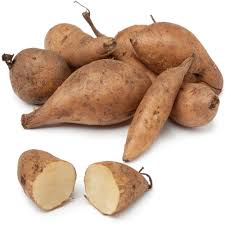 Image result for Alchornea yambuyaënsis