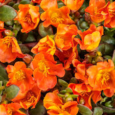 Image result for Portulaca