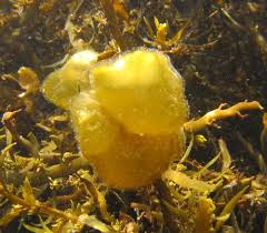 Image result for Eccoptocarpha