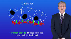 The capillaries connect the two types of blood. Gcse Science Revision Biology Arteries Veins And Capillaries Youtube