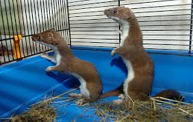 Image result for hranostaj