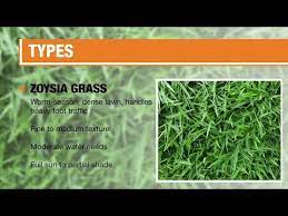 Types Of Grass