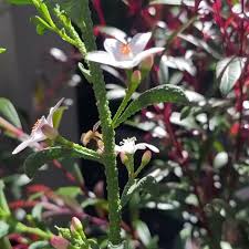 Image result for Streptocarpus myoporoides