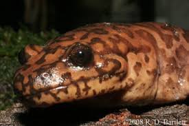 Image result for Dinebra caudata