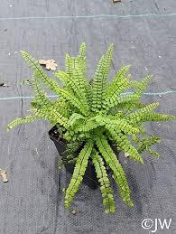 Image result for Asplenium simii