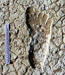 Image result for 2003 - A report in the journal "Nature" reported that scientists had found 350,000-year-old human footprints in Italy. The 56 prints were made by three early, upright-walking humans that were descending the side of a volcano.