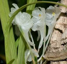 Image result for Podangis dactyloceras