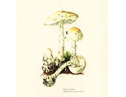 1962 Amanite Vireuse Planche Originale Identification Champignons Toxiques Veneneux Illustrations Dessin Mycologie Mushroom Art Stuffed Mushrooms Lithograph