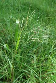 Image result for Panicum carneovaginatum
