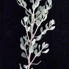 Image result for Leucosphaera bainesii