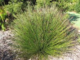 South african cape reed tile manufacturer and exporter. Cape Thatching Reed