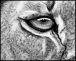 This should also include the lining to form the snout. Lion Eyes Drawing At Paintingvalley Com Explore Collection Of Lion Eyes Drawing