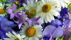 We did not find results for: 120 Flowers Jigsaw Puzzles Ideas Daily Jigsaw Jigsaw Puzzles Flowers