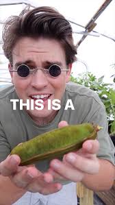 The Ice Cream Bean is a fun fruit. #icecreambean #rarefruits #exoticfruits  #tropicalfruits #reels #explore