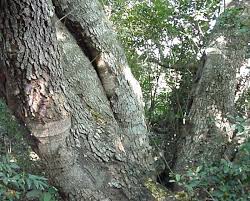 Image result for Erythrophleum