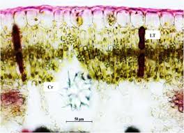 Image result for Secamone stuhlmannii