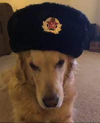 Pin On All Dogs