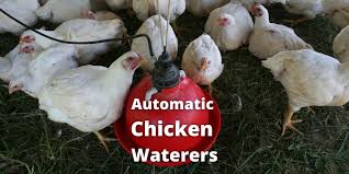 Check spelling or type a new query. Top 7 Best Automatic Chicken Waterers For Your Poultry Birds