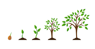 With tenor, maker of gif keyboard, add popular seed growing animation animated gifs to your conversations. 2 597 Best Flower Growing Animation Images Stock Photos Vectors Adobe Stock