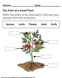 Basic Parts Of A Plant Worksheet For Pre School Kids Plants Worksheets Parts Of A Plant Planting For Kids